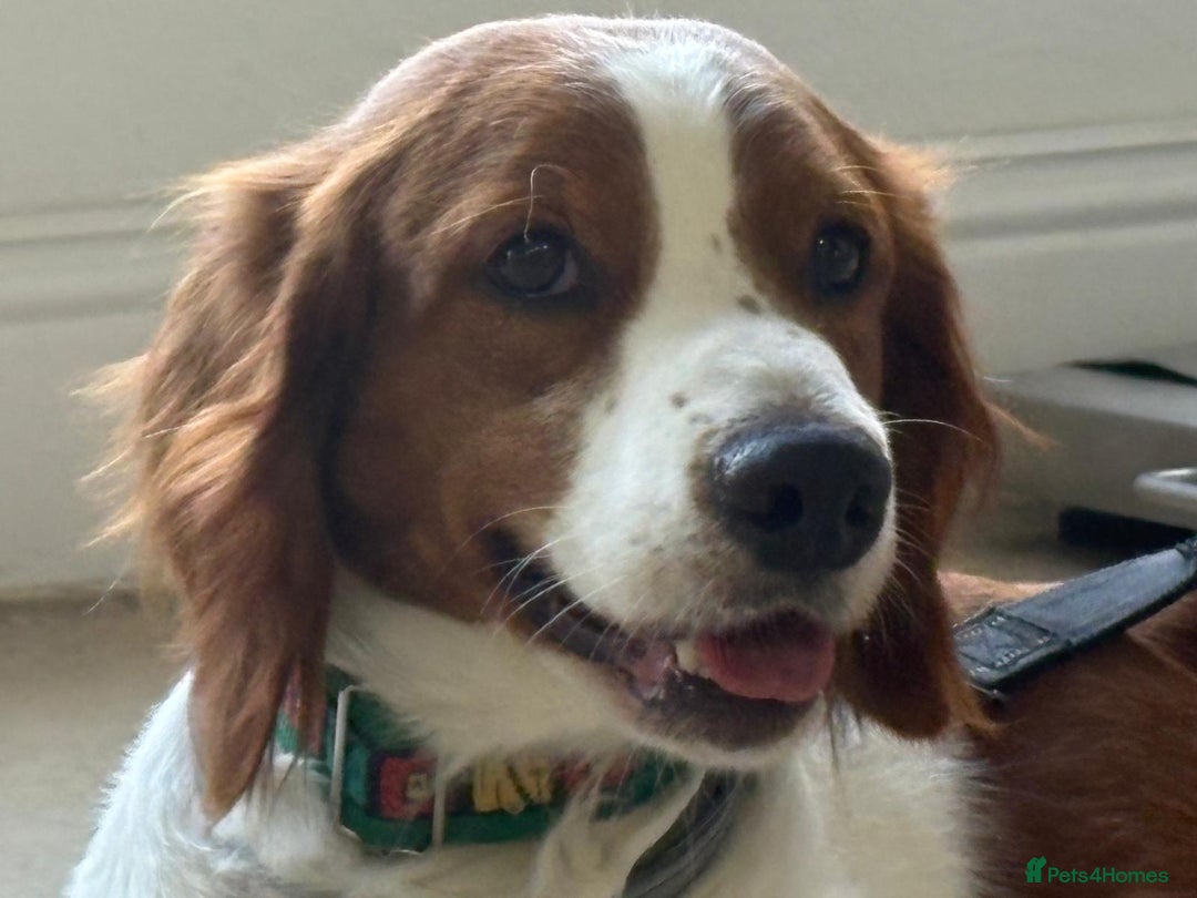 Brittany Spaniel dogs for adoption: Elvis, Brittany Cross, aged 1 in Bedford - Image 18