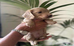 Miniature Dachshund dogs for sale: Beautiful long haired cream mini dachshund puppies - Image 4