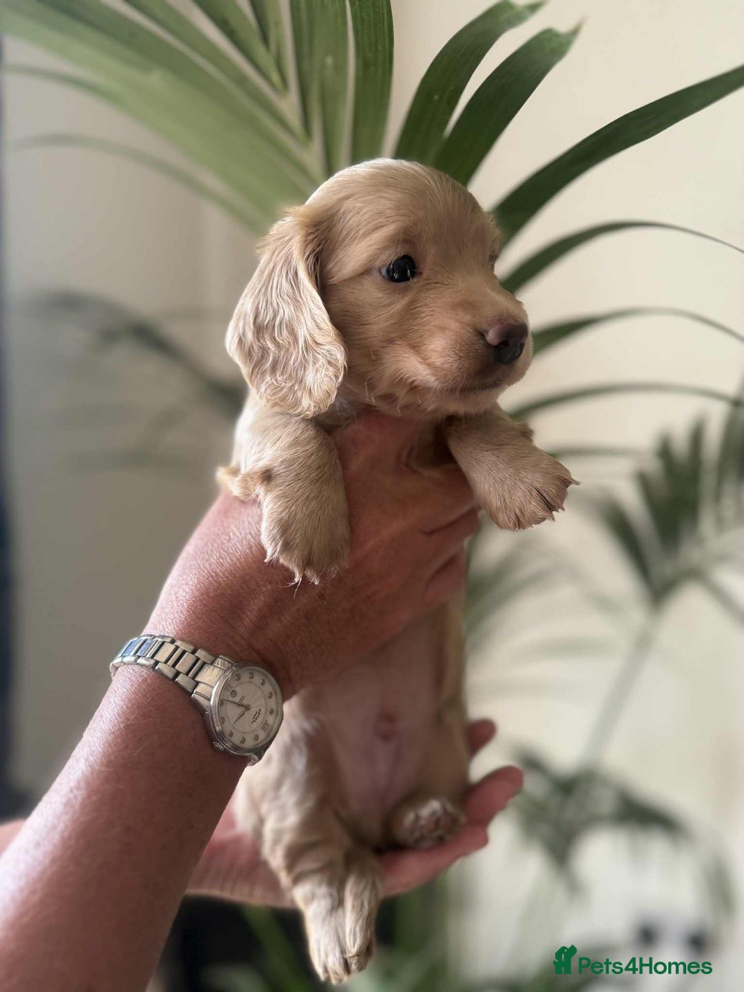 Miniature Dachshund dogs for sale: Beautiful long haired cream mini dachshund puppies - Image 4
