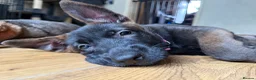 Belgian Shepherd Dog dogs for sale: last Belgian shepherd Harry READY TO GO - Advert 28