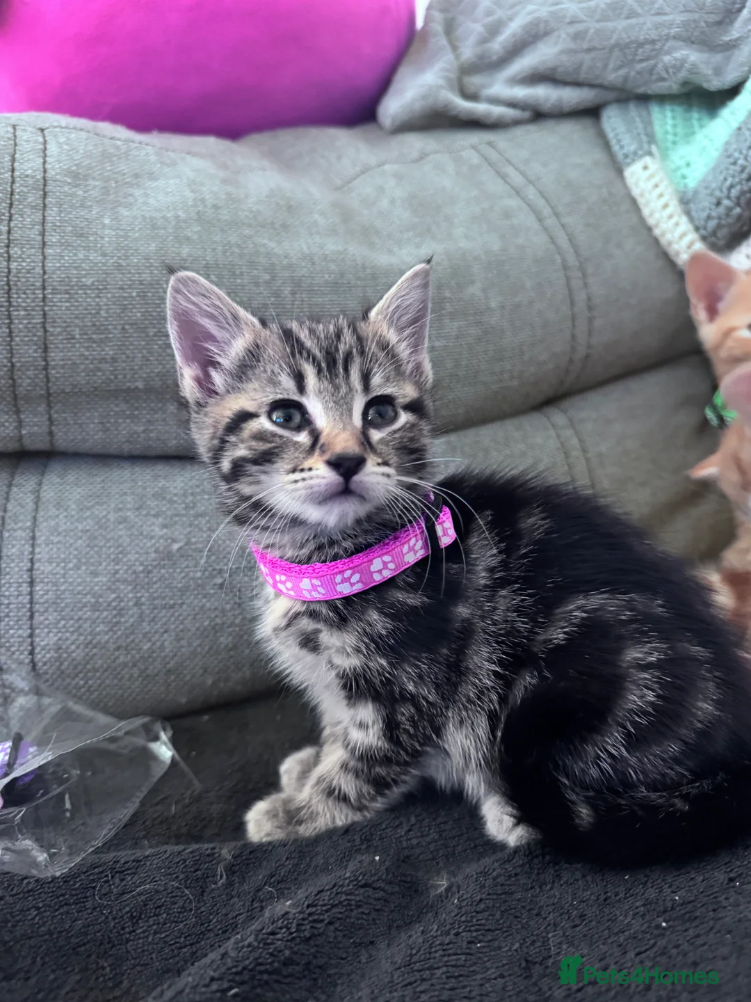Mixed Breed cats for sale: Beautiful kittens looking for new home ❤️ - Advert 8