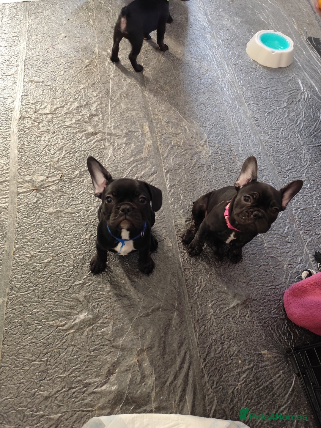 French Bulldog dogs for sale: French bulldog puppy READY TO LEAVE NOW - Advert 15
