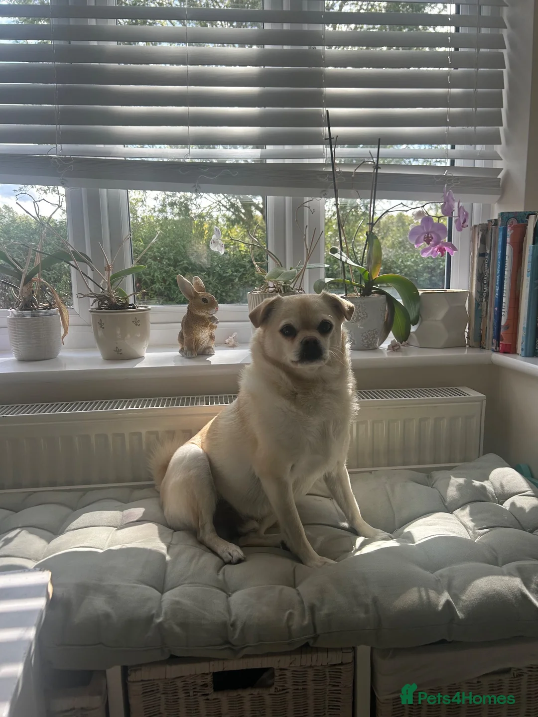 Mixed Breed dogs for sale: 3-Year-Old Pug × Pomeranian Male Dog in Snodland - Advert 2