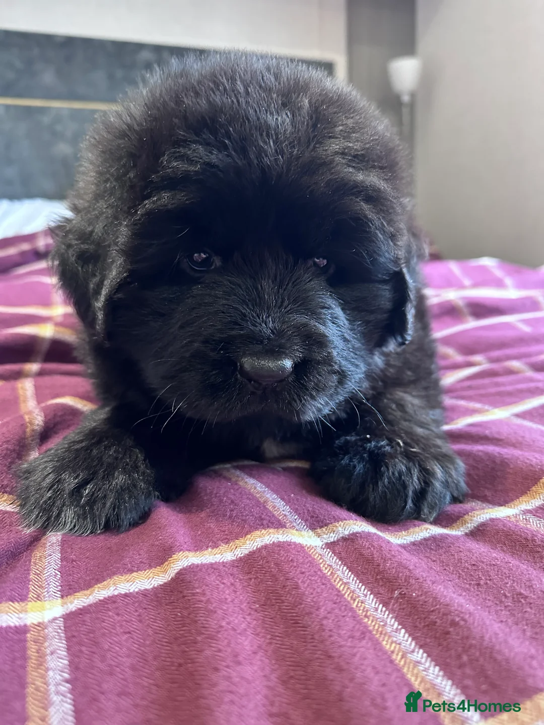 Newfoundland dogs for stud: Newfoundland stud in Doncaster - Advert 12