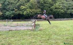 Irish Thoroughbred horses for sale:  SUPER SAFE SCHOOL MASTER  - Image 8