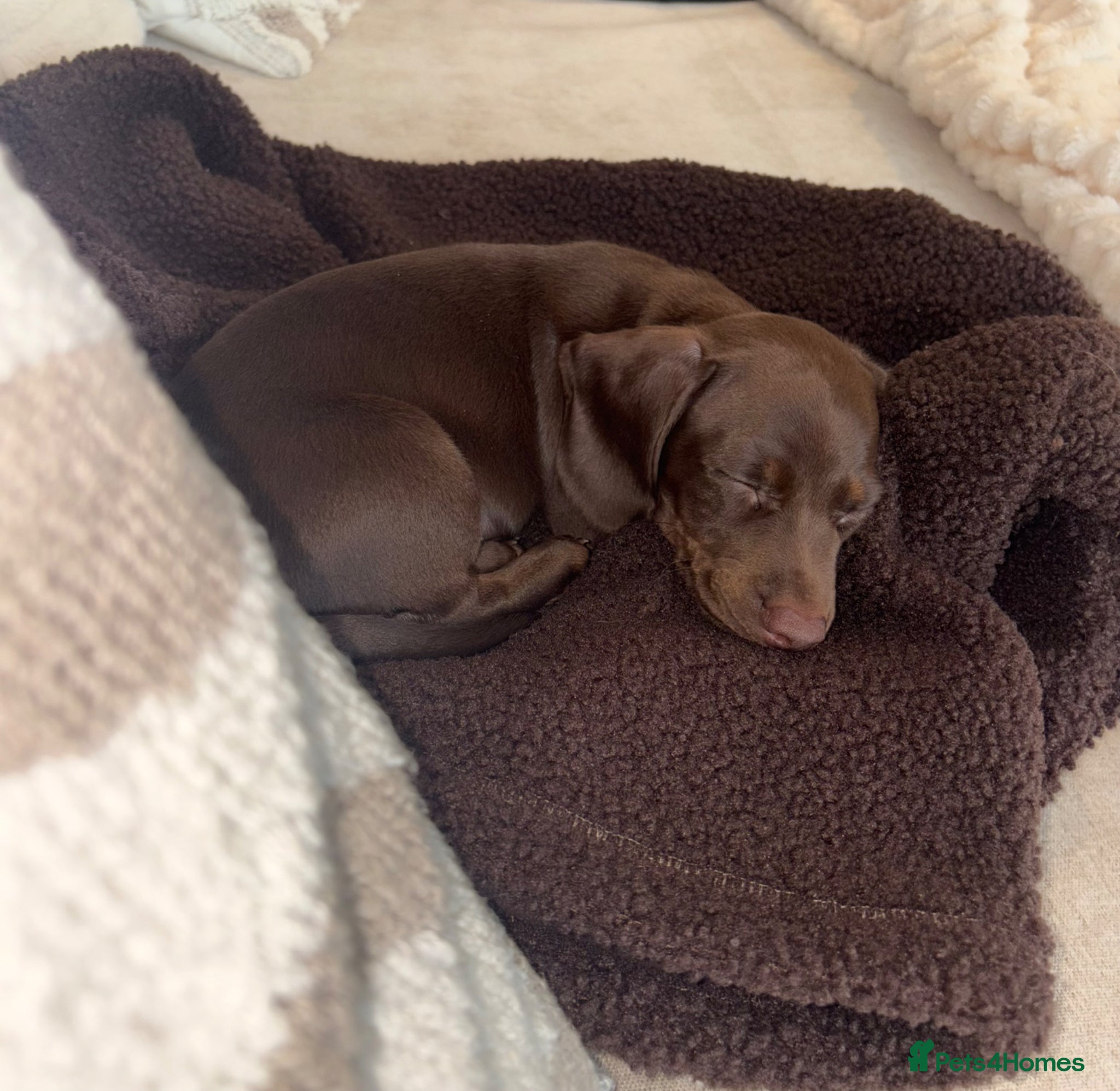 Dachshund dogs 1 choc boy left . Reduced*** - Advert 19