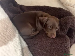 Dachshund dogs 1 choc boy left . Reduced*** - Advert 19