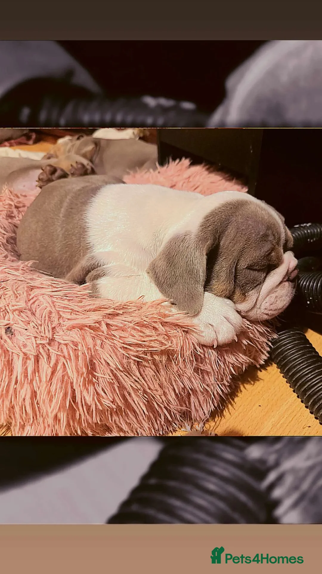 English Bulldog dogs for sale: KC English Bulldog - ready to go - Advert 5