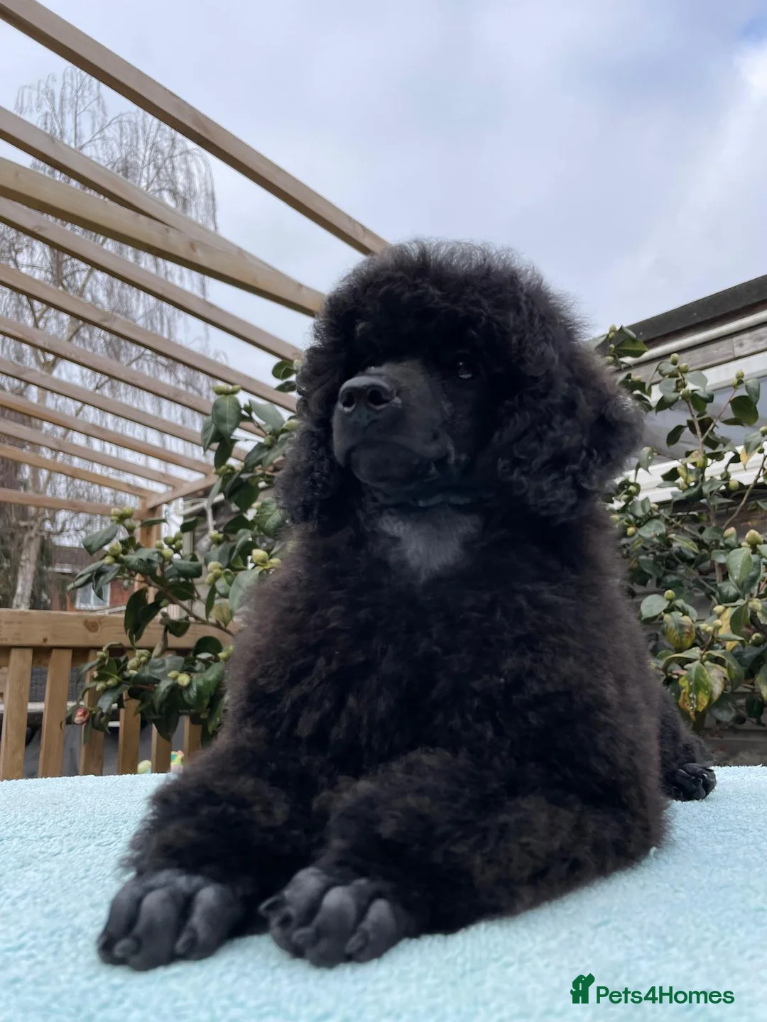 Miniature Poodle dogs for sale: Miniature Poodle – A Young Dog of Distinction - Advert 10