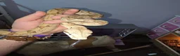 Boa Snake reptiles for sale: Male BCI for sale - Advert 2