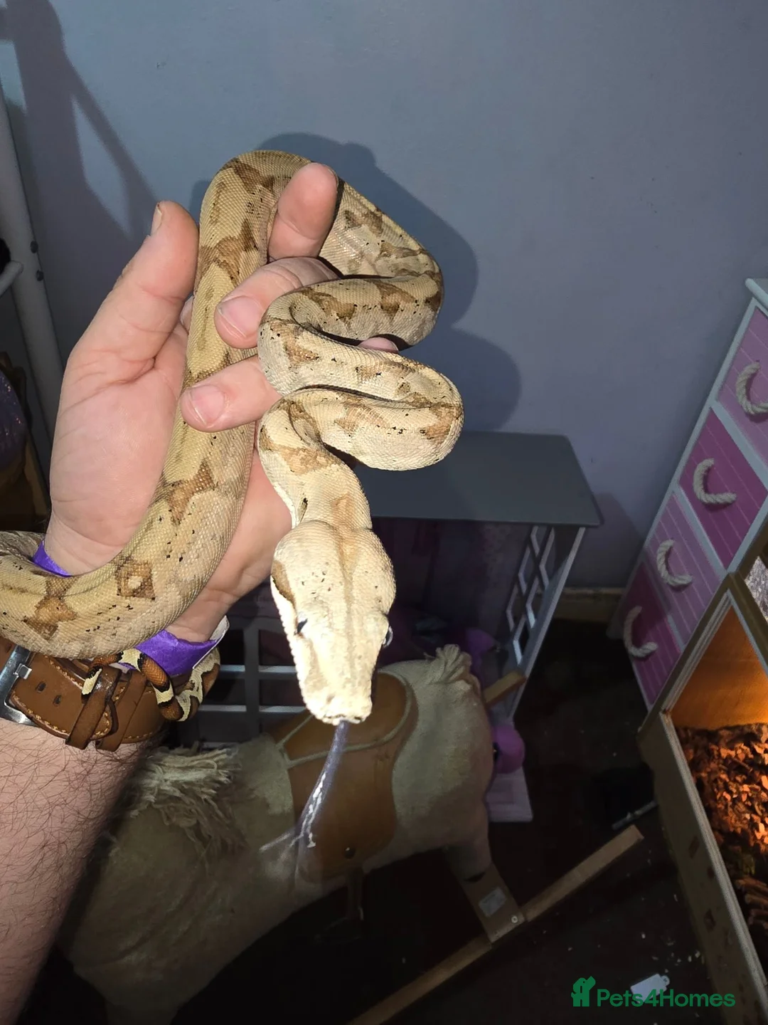 Boa Snake reptiles for sale: Male BCI for sale - Advert 2