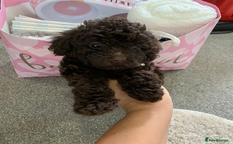 Toy Poodle dogs - Advert 8