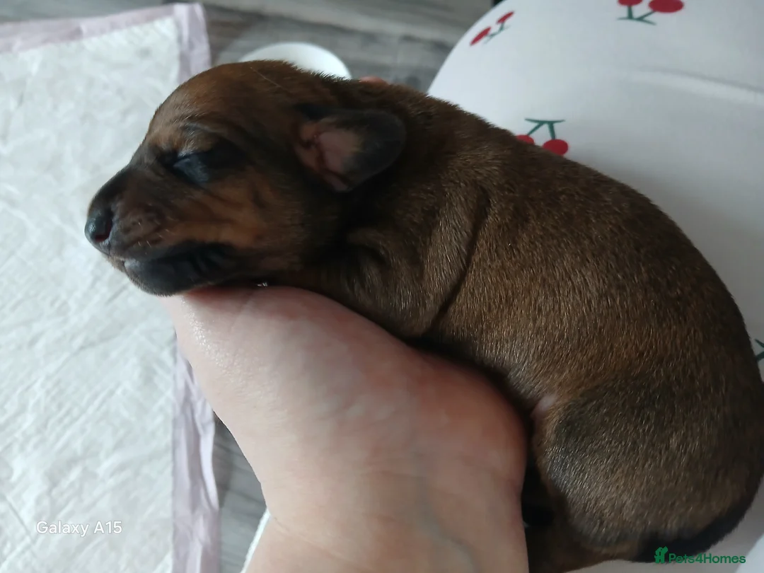 Miniature Dachshund dogs for sale: Miniature dachshunds  - Advert 7