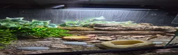 Leopard Gecko reptiles for sale: Leopard gecko male  in Bromsgrove - Advert 4
