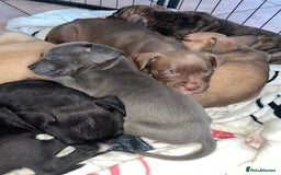 American Bull Staffy dogs for sale: 2 Female American bull x staff puppies left - Image 26