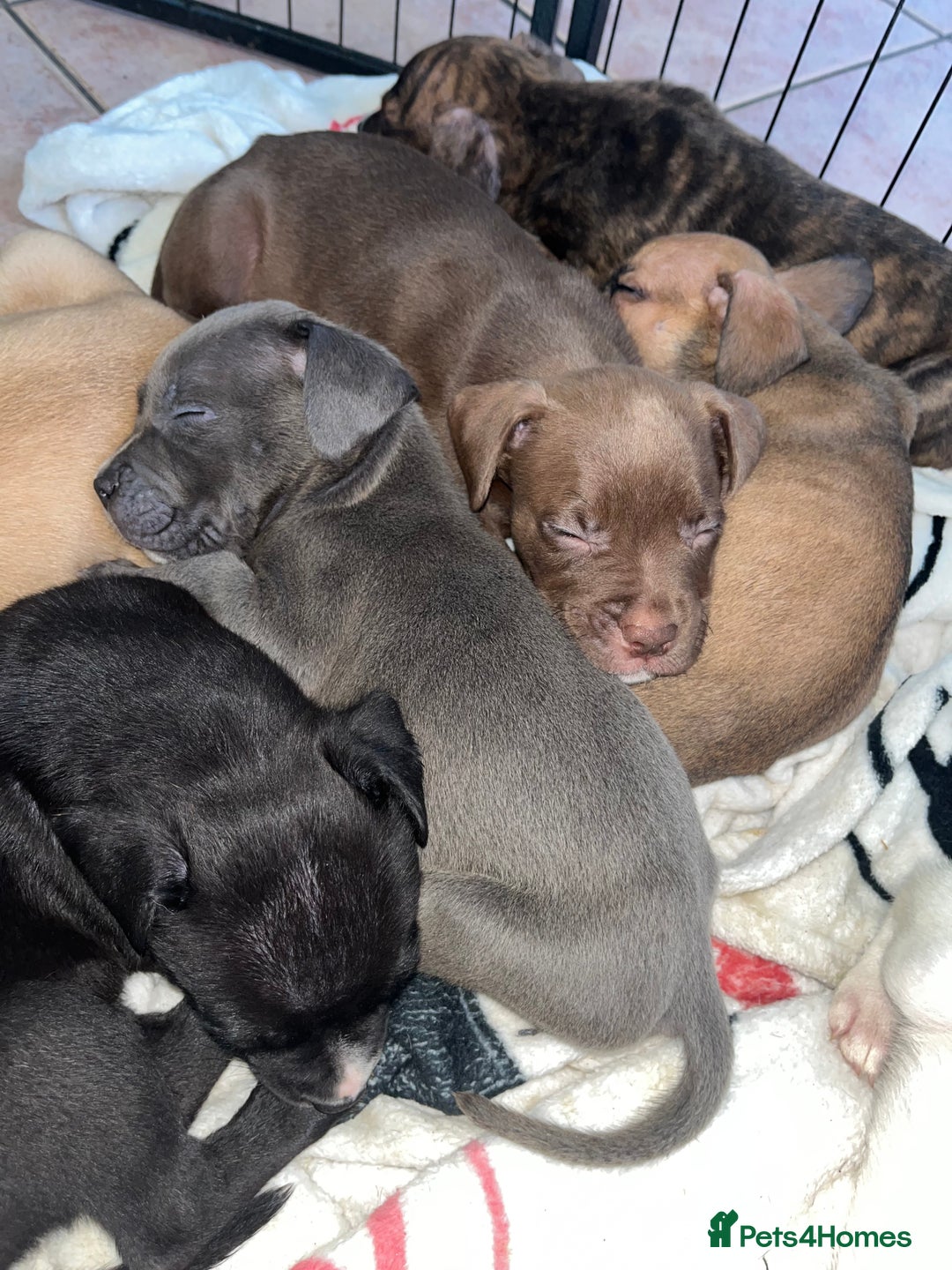 American Bull Staffy dogs for sale: 2 Female American bull x staff puppies left - Image 26