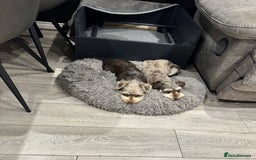 Miniature Schnauzer dogs for sale: 🐾 STUNNING KC REG MINIATURE SCHNAUZERS 🐾 - Image 6