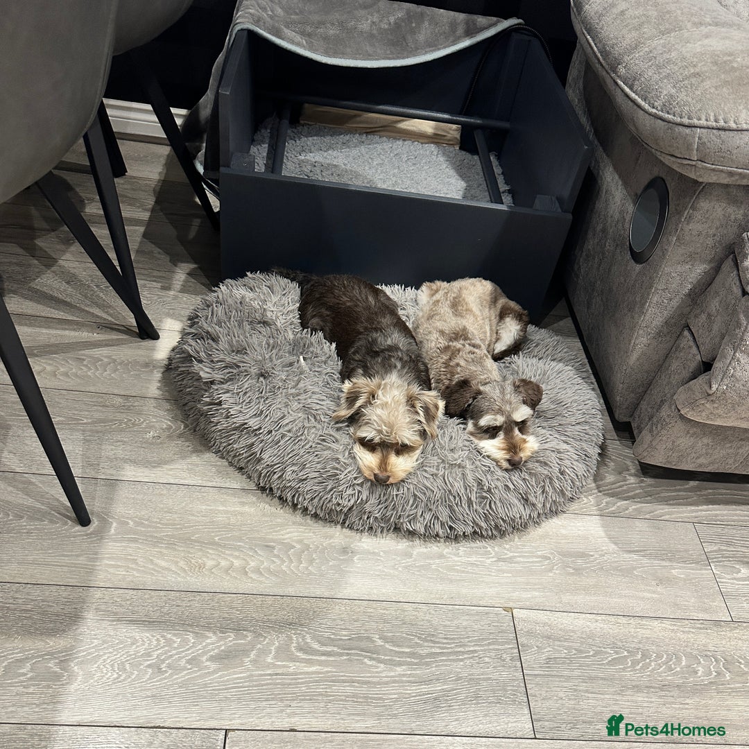 Miniature Schnauzer dogs for sale: 🐾 STUNNING KC REG MINIATURE SCHNAUZERS 🐾 - Image 6