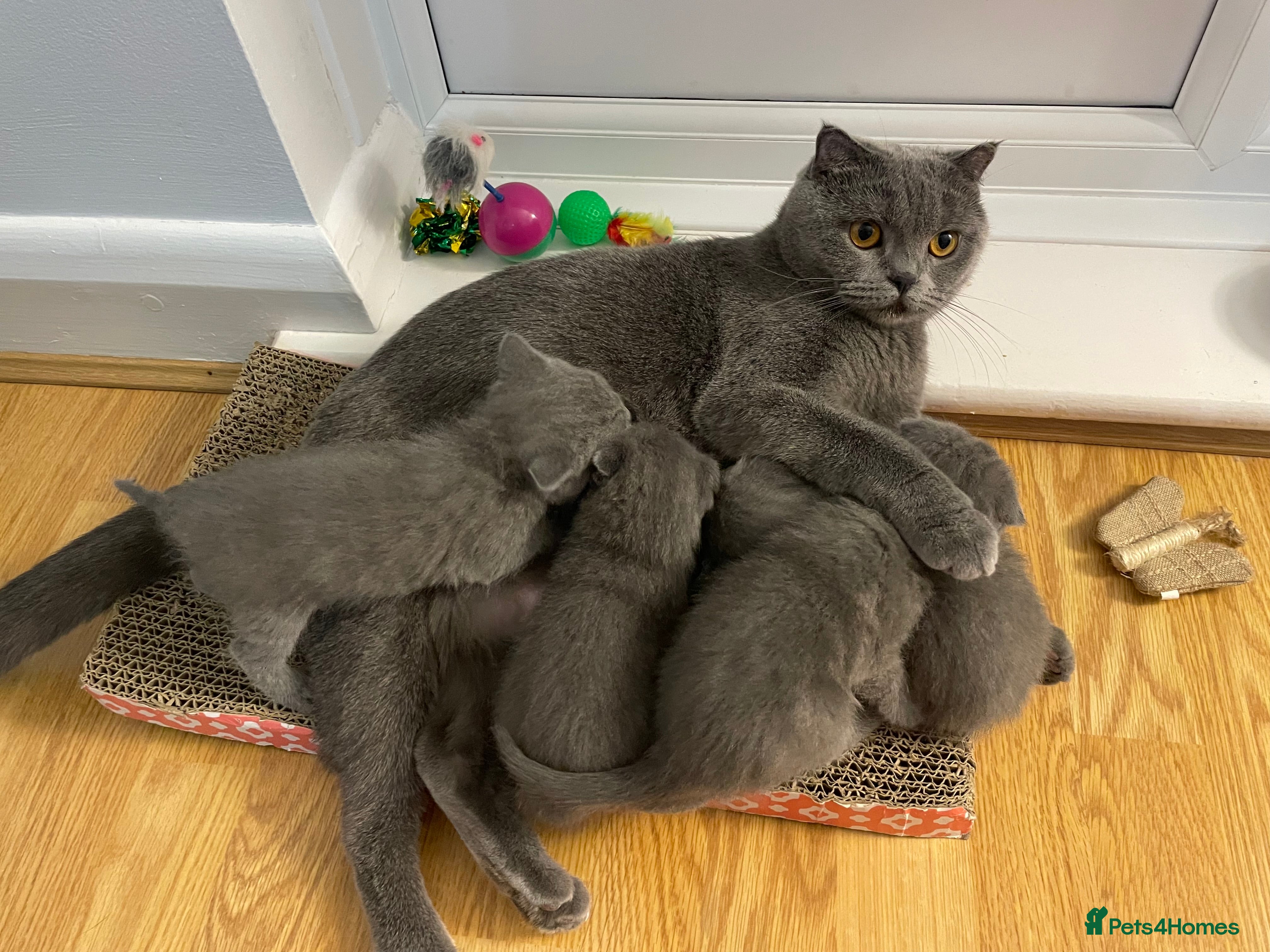 Scottish Fold cats PURE BREED SCOTTISH FOLD KITTENS 🐾 - Advert 1