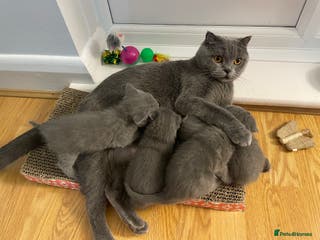 Scottish Fold cats PURE BREED SCOTTISH FOLD KITTENS 🐾 - Advert 15