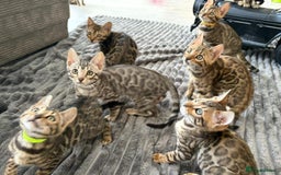 Bengal cats for sale: 12 Bengal Cubs Ready for Their Forever Home - Image 9