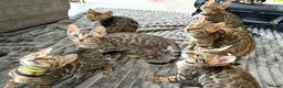 Bengal cats for sale: - Brown & Silver Bengals—Experienced Homes Only - Advert 4
