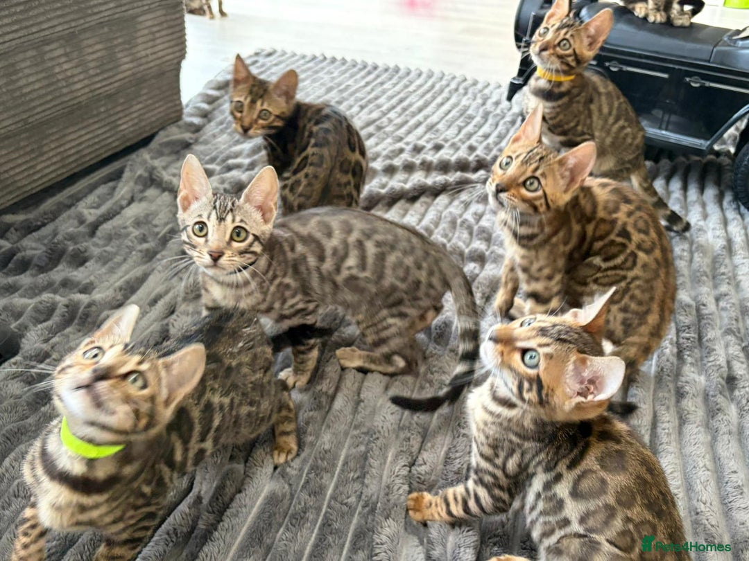 Bengal cats for sale: 12 Bengal Cubs Ready for Their Forever Home - Image 9