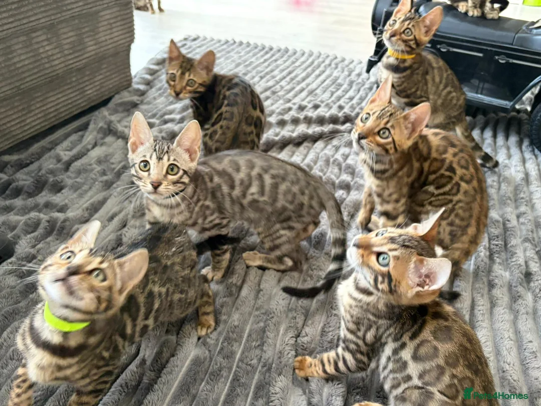 Bengal cats for sale: - Brown & Silver Bengals—Experienced Homes Only - Advert 4