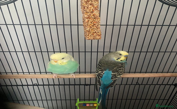 Budgerigars birds - Advert 10