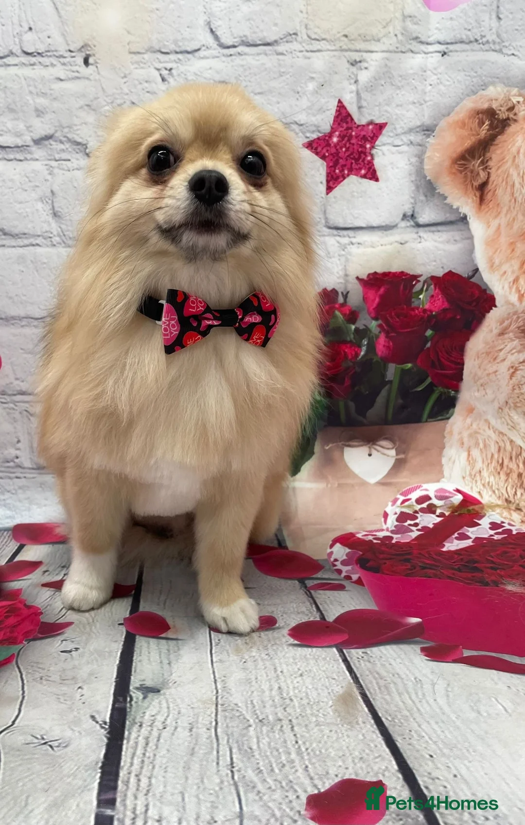 Pomchi dogs for stud: Dovah the amazing pomchi  in Romford - Advert 2