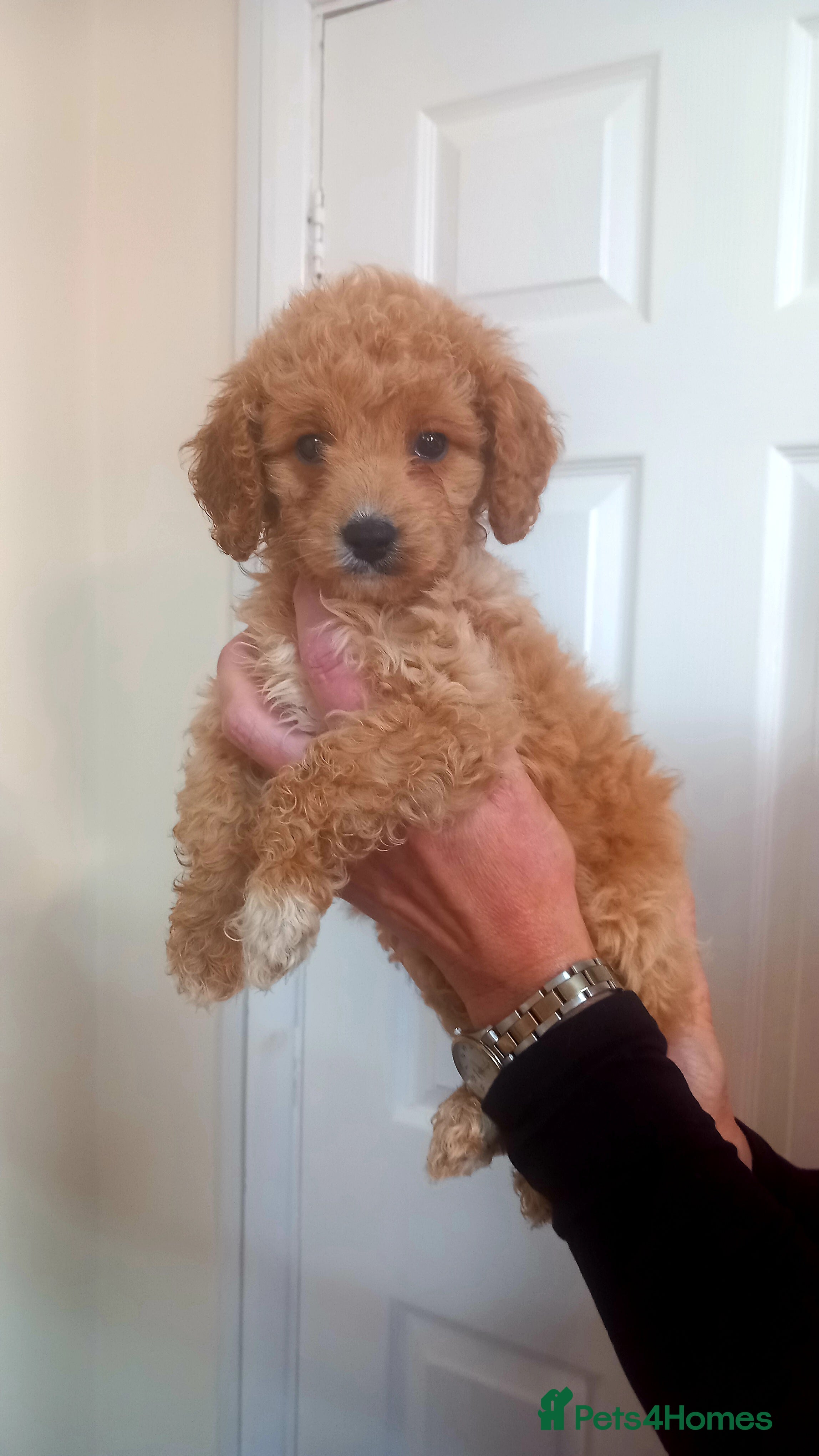 Cavapoo dogs 2  Beautiful Puppies & Free insurance  - Advert 1