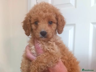 Cavapoo dogs 6 beautiful cavapoo puppies - Advert 6