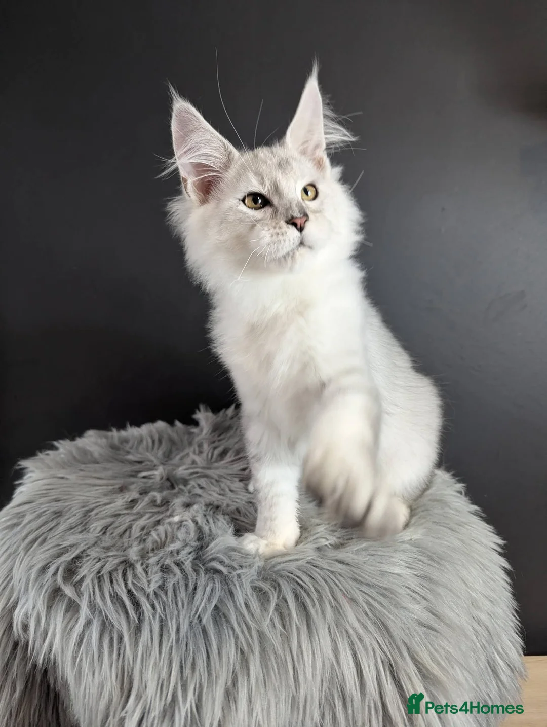 Maine Coon cats for sale: Outstanding babies ready to go  - Advert 6