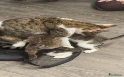 Tibetan cats for sale: 4 female kittens ready for new homes - Image 11