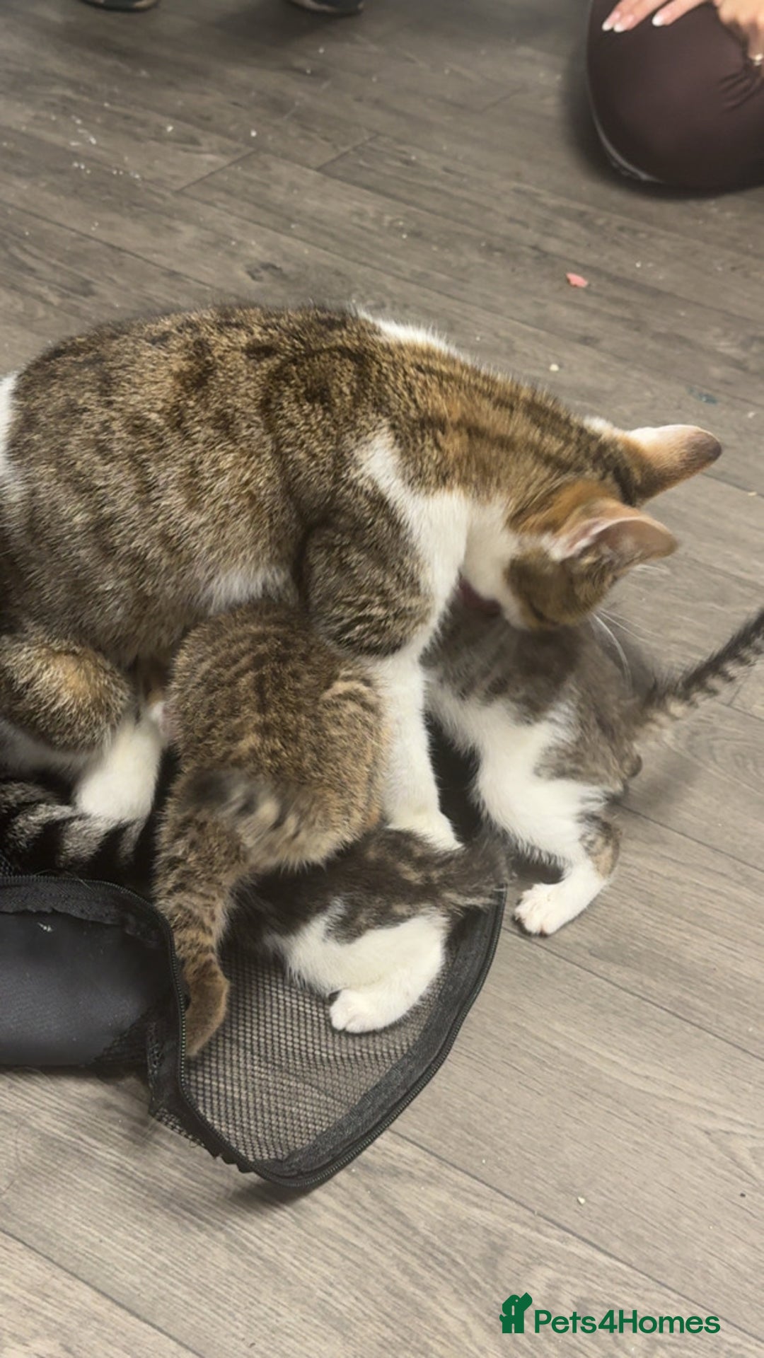 Tibetan cats for sale: 4 female kittens ready for new homes - Image 11