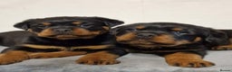 Rottweiler dogs for sale: Rottweiler pups - Advert 3