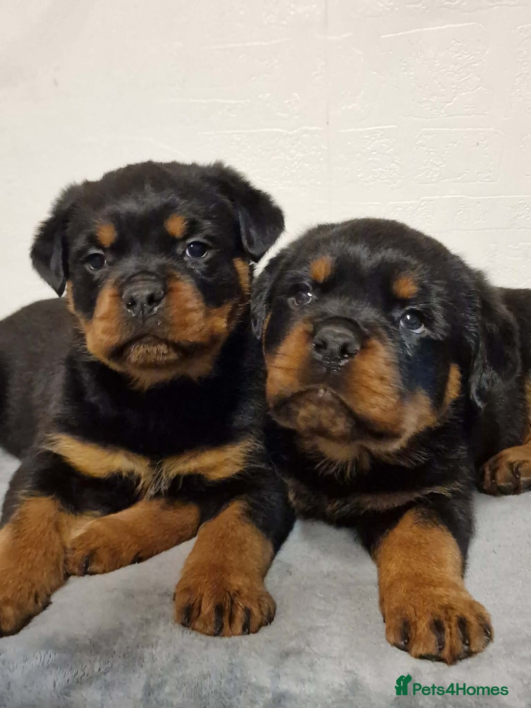 Rottweiler dogs for sale: Rottweiler pups - Advert 3