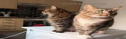 Mixed Breed cats for adoption: SOCKS AND TIGGER - Advert 1
