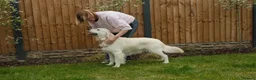 Golden Retriever dogs for sale: Our beautiful lady Harper is expecting puppies xx - Advert 3