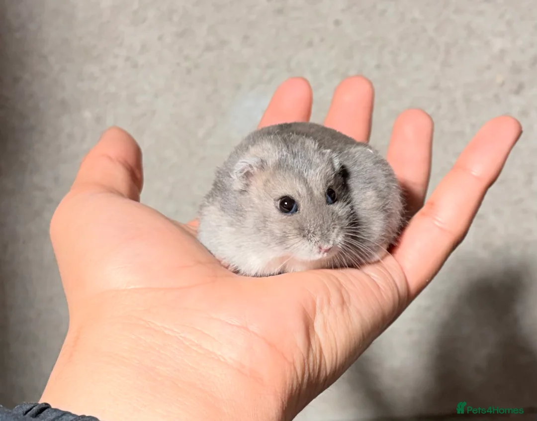 Hamster rodents for sale: OLDER STUNNING TAME PEDIGREE HAMSTERS - Advert 3