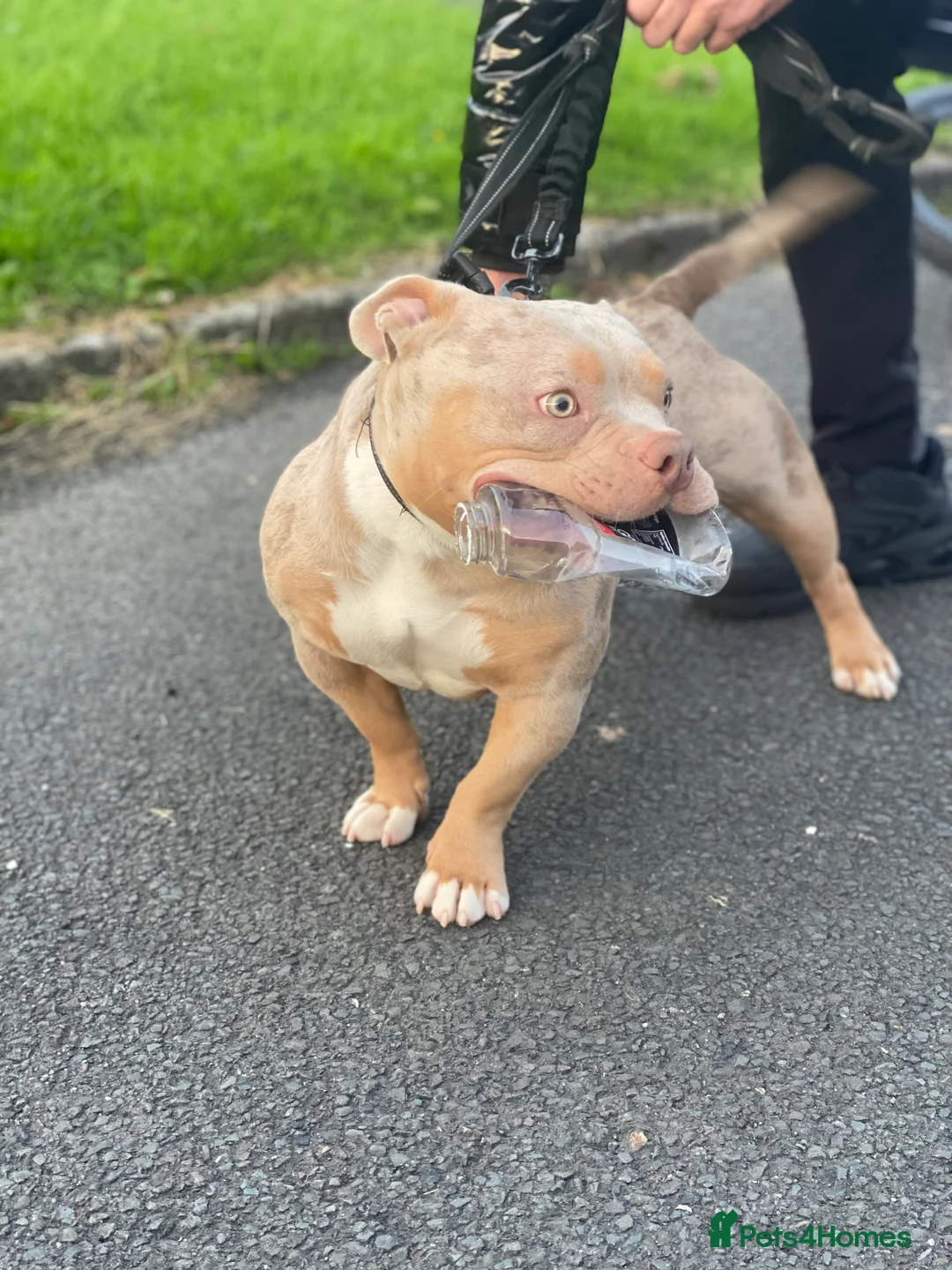 American Bully dogs for stud: Lilac tri Merle pocket bully ABKC registered in Manchester - Advert 11