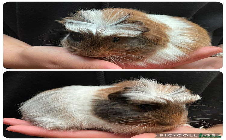Guinea Pig rodents - Advert 2