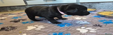 Labrador Retriever light pink