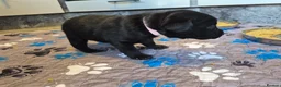 Labrador Retriever dogs for sale: Labrador black puppies  - Advert 13