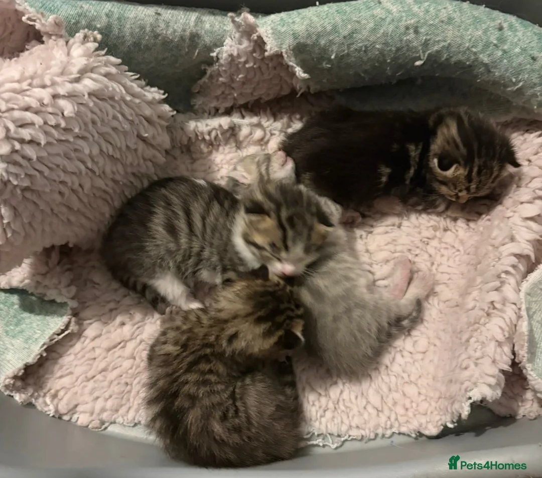 Mixed Breed cats for sale: Beautiful friendly tabby kittens  in Evesham - Advert 2