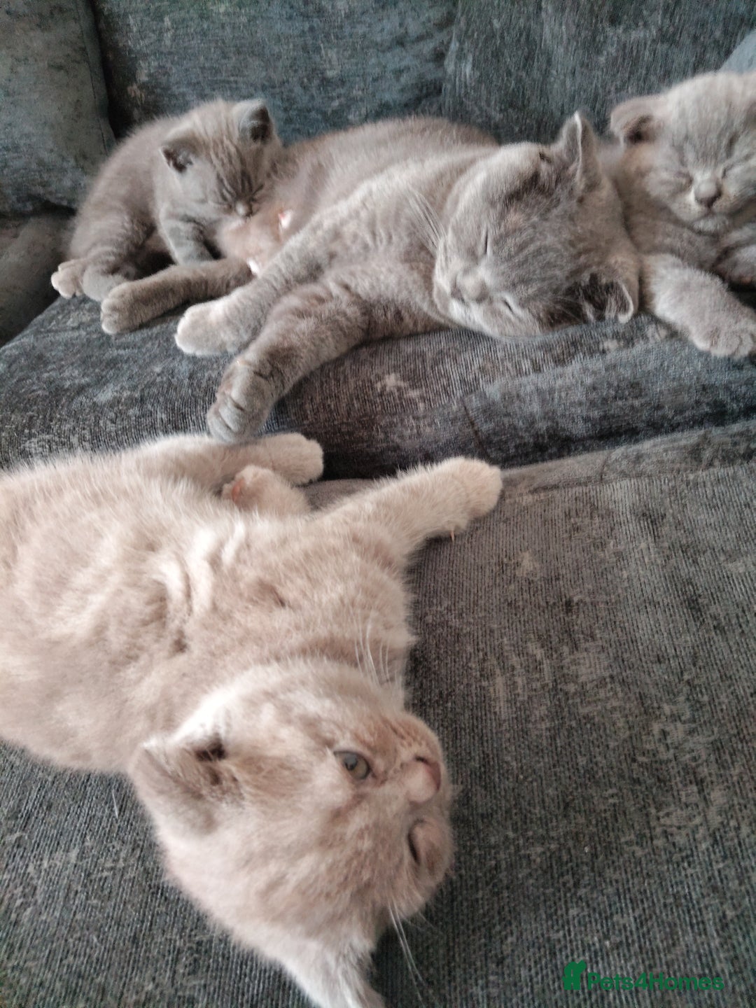 Scottish Fold cats for sale: Beautiful Scottish kittens now ready to reserve - Image 4
