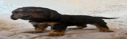 Cockapoo dogs for sale: F1 cockapoo pups  in Stourport-on-Severn - Advert 6
