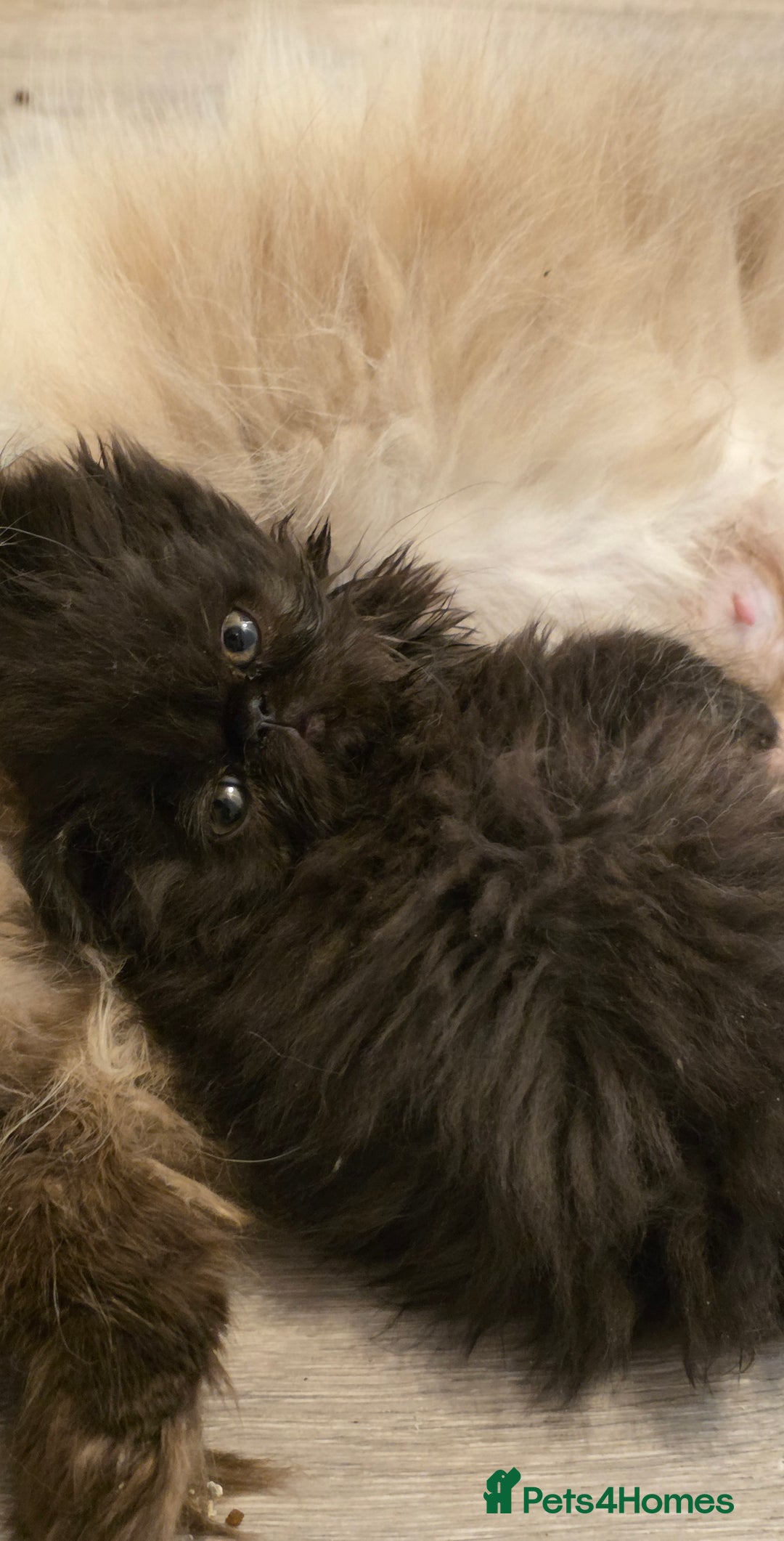 Persian cats for sale: Persian Kittens for Sale - Ready to go 19th Dec - Advert 2