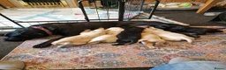 Labrador Retriever dogs for sale: Dave Nunn in Sleaford - Advert 3