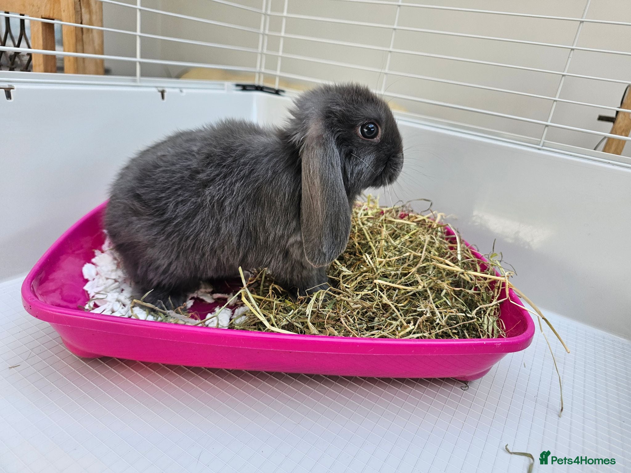 Mini Lop rabbits Mini lop baby bunnys - Advert 1